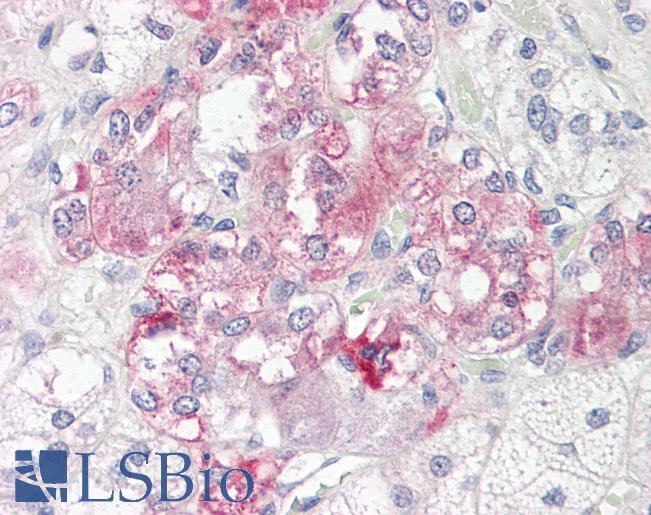 Anti-RALBP1 antibody IHC of human adrenal. Immunohistochemistry of formalin-fixed, paraffin-embedded tissue after heat-induced antigen retrieval. Antibody LS-B8214 dilution 5 ug/ml.
