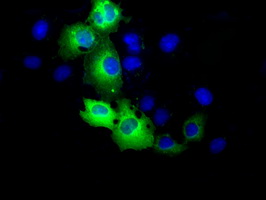 Anti-RALBP1 mouse monoclonal antibody immunofluorescent staining of COS7 cells transiently transfected by pCMV6-ENTRY RALBP1.