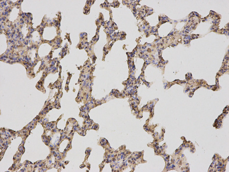 Immunohistochemistry of paraffin-embedded rat lung using PSMA4 antibody at dilution of 1:100 (200x lens).
