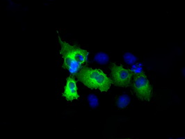 Anti-RALBP1 mouse monoclonal antibody immunofluorescent staining of COS7 cells transiently transfected by pCMV6-ENTRY RALBP1.