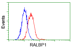 Flow cytometry of HeLa cells, using anti-RALBP1 antibody, (Red) compared to a nonspecific negative control antibody (Blue).