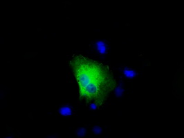 Anti-RALBP1 mouse monoclonal antibody immunofluorescent staining of COS7 cells transiently transfected by pCMV6-ENTRY RALBP1.