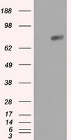 HEK293T cells were transfected with the pCMV6-ENTRY control (Left lane) or pCMV6-ENTRY RALBP1 (Right lane) cDNA for 48 hrs and lysed. Equivalent amounts of cell lysates (5 ug per lane) were separated by SDS-PAGE and immunoblotted with anti-RALBP1.