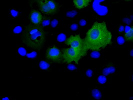 Anti-RALBP1 mouse monoclonal antibody immunofluorescent staining of COS7 cells transiently transfected by pCMV6-ENTRY RALBP1.