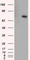 HEK293T cells were transfected with the pCMV6-ENTRY control (Left lane) or pCMV6-ENTRY RALBP1 (Right lane) cDNA for 48 hrs and lysed. Equivalent amounts of cell lysates (5 ug per lane) were separated by SDS-PAGE and immunoblotted with anti-RALBP1.