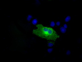 Anti-RALBP1 mouse monoclonal antibody immunofluorescent staining of COS7 cells transiently transfected by pCMV6-ENTRY RALBP1.