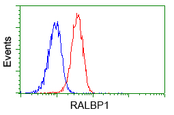 Flow cytometry of Jurkat cells, using anti-RALBP1 antibody, (Red) compared to a nonspecific negative control antibody (Blue).