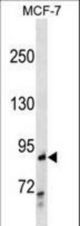 RALBP1 Antibody western blot of MCF-7 cell line lysates (35 ug/lane). The RALBP1 antibody detected the RALBP1 protein (arrow).