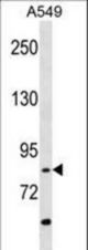 ANKRD3 Antibody (Q817) western blot of A549 cell line lysates (35 ug/lane). The ANKRD3 antibody detected the ANKRD3 protein (arrow).