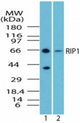 Western blot of humanRIP1inramos cell lysate in the 1) absence and2) presence of immunizing peptide using antibody at2 ug/ml.