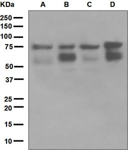 Western blot analysis on (A) Raji, (B) Jurkat, (C) HeLa, and (D) 293T cell lysates using anti-RIP antibody.