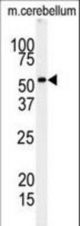 Western blot of RIP3 (RIPK3) Antibody in mouse cerebellum tissue lysates (35 ug/lane). RIPK3 (arrow) was detected using the purified antibody.
