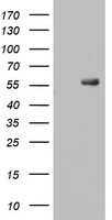 HEK293T cells were transfected with the pCMV6-ENTRY control (Left lane) or pCMV6-ENTRY RIPK3 (Right lane) cDNA for 48 hrs and lysed. Equivalent amounts of cell lysates (5 ug per lane) were separated by SDS-PAGE and immunoblotted with anti-RIPK3.