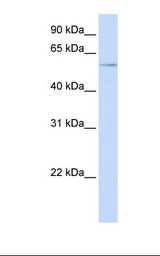 721_B cell lysate. Antibody concentration: 1.0 ug/ml. Gel concentration: 12%.