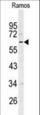 Western blot of RIP3 (RIPK3) Antibody in Ramos cell line lysates (35 ug/lane). RIPK3 (arrow) was detected using the purified antibody.