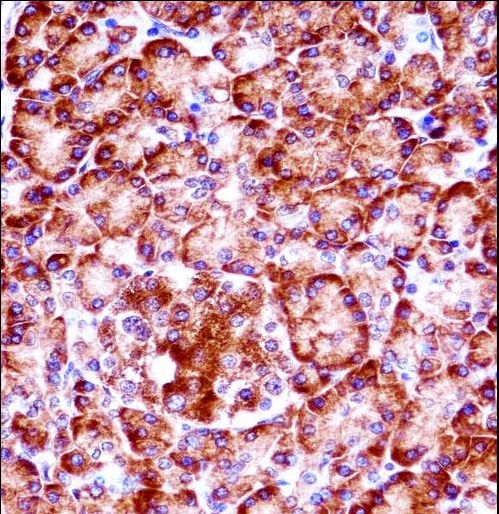RIPK3 Antibody immunohistochemistry of formalin-fixed and paraffin-embedded human pancreas tissue followed by peroxidase-conjugated secondary antibody and DAB staining.