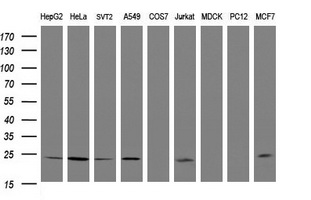 Western blot of extracts (35 ug) from 9 different cell lines by using g anti-RIT2 monoclonal antibody (HepG2: human; HeLa: human; SVT2: mouse; A549: human; COS7: monkey; Jurkat: human; MDCK: canine; PC12: rat; MCF7: human).