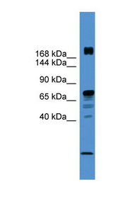RLF antibody LS-C116975 Western blot of PANC1 cell lysate.