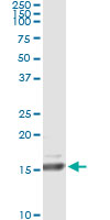 Immunoprecipitation of RLN1 transfected lysate using anti-RLN1 monoclonal antibody and Protein A Magnetic Bead, and immunoblotted with RLN1 rabbit polyclonal antibody.