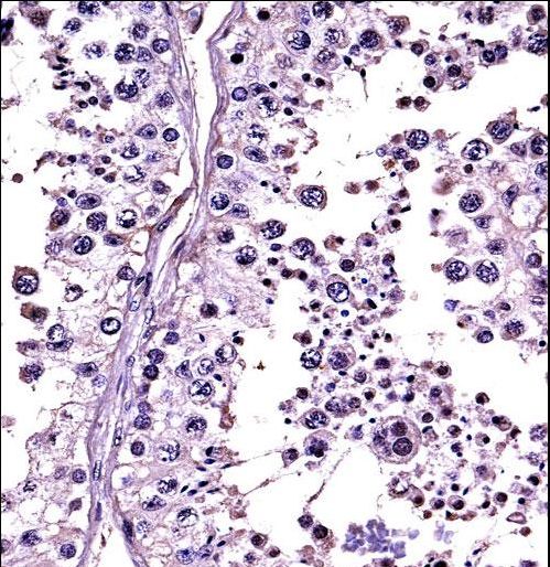 RLN1/RLN2 Antibody immunohistochemistry of formalin-fixed and paraffin-embedded human testis tissue followed by peroxidase-conjugated secondary antibody and DAB staining.