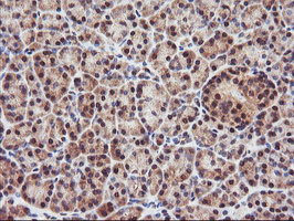 IHC of paraffin-embedded Human pancreas tissue using anti-PSMA4 mouse monoclonal antibody.