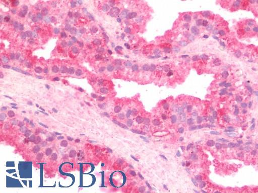 Anti-RLN2 / Relaxin 2 antibody IHC staining of human prostate. Immunohistochemistry of formalin-fixed, paraffin-embedded tissue after heat-induced antigen retrieval. Antibody LS-B10495 concentration 5 ug/ml.