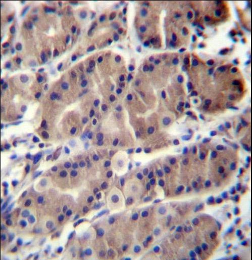 RNF5 Antibody immunohistochemistry of formalin-fixed and paraffin-embedded human stomach tissue followed by peroxidase-conjugated secondary antibody and DAB staining.