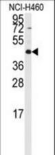 Western blot of anti-RMND5B Antibody in NCI-H460 cell line lysates (35 ug/lane). RMND5B(arrow) was detected using the purified antibody.