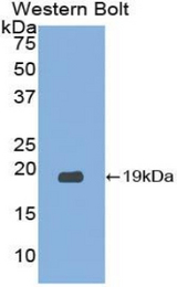 Western blot of recombinant RNASE3.