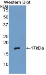 Western blot of recombinant RNASE3.