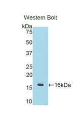 Western blot of recombinant RNASE6.
