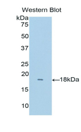 Western blot of recombinant RNASE8.
