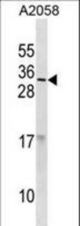 RNASE9 Antibody western blot of A2058 cell line lysates (35 ug/lane). The RNASE9 antibody detected the RNASE9 protein (arrow).