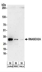 Detection of Human RNASEH2A by Western Blot. Samples: Whole cell lysate (50 ug) from Jurkat, K562, and HeLa cells. Antibodies: Affinity purified rabbit anti-RNASEH2A antibody used for WB at 0.4 ug/ml. Detection: Chemiluminescence with an exposure time of 3 minutes.
