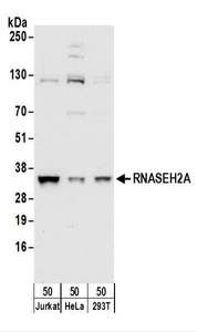 Detection of Human RNASEH2A by Western Blot. Samples: Whole cell lysate (50 ug) from Jurkat, HeLa, and 293T cells. Antibodies: Affinity purified rabbit anti-RNASEH2A antibody used for WB at 0.1 ug/ml. Detection: Chemiluminescence with an exposure time of 10 seconds.