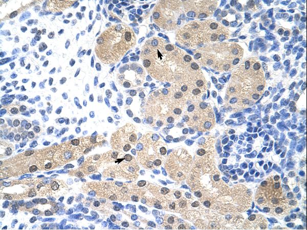 RNASEH2A antibody LS-C30721 was used in IHC to stain formalin-fixed, paraffin-embedded human kidney.