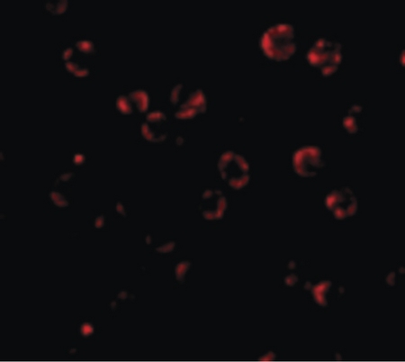 Immunofluorescence of RNAse H2A in HeLa cells with RNAse H2A antibody at 4.75 ug/ml.