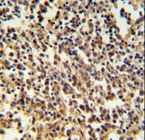 RNASEH2B Antibody IHC of formalin-fixed and paraffin-embedded human lymph tissue followed by peroxidase-conjugated secondary antibody and DAB staining.
