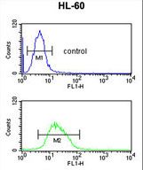 RNH2C Antibody flow cytometry of HL-60 cells (bottom histogram) compared to a negative control cell (top histogram). FITC-conjugated goat-anti-rabbit secondary antibodies were used for the analysis.