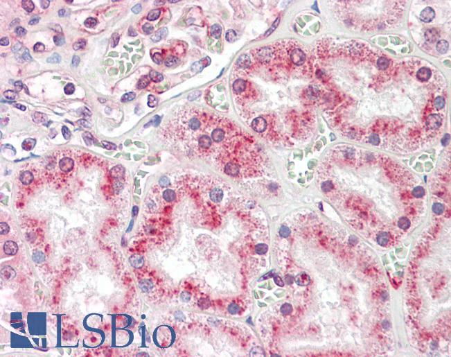 Anti-RNASET2 antibody IHC staining of human kidney. Immunohistochemistry of formalin-fixed, paraffin-embedded tissue after heat-induced antigen retrieval.
