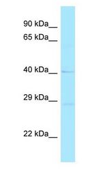 RND2 antibody Western Blot of MCF7.