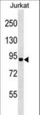 RNF10 Antibody western blot of Jurkat cell line lysates (35 ug/lane). The RNF10 antibody detected the RNF10 protein (arrow).