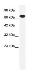 HepG2 Cell Lysate