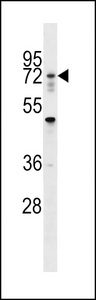 RNF112 Antibody western blot of 293 cell line lysates (35 ug/lane). The RNF112 antibody detected the RNF112 protein (arrow).