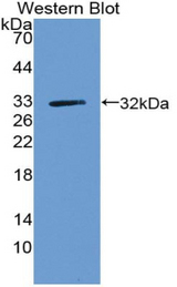Western blot of recombinant RNF112 / ZNF179.