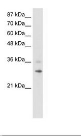 HepG2 Cell Lysate