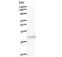 Western blot analysis of immunized recombinant protein, using anti-ZNF313 monoclonal antibody.