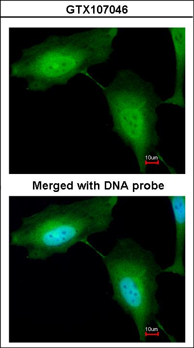 Immunofluorescence of paraformaldehyde-fixed HeLa using ZNF313 antibody at 1:200 dilution.