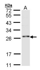 Sample (30 ug of whole cell lysate). A: Hep G2 . 12 % SDS PAGE. RNF114 antibody diluted at 1:1000
