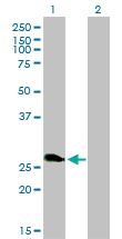 Western blot of ZNF313 expression in transfected 293T cell line by ZNF313 monoclonal antibody (M01), clone 4G3-1A10.